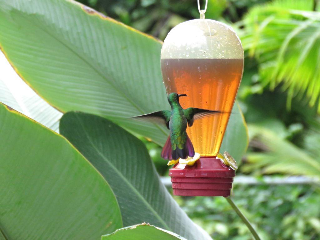 Casa Abundancyah B&B Bocas Town Luaran gambar